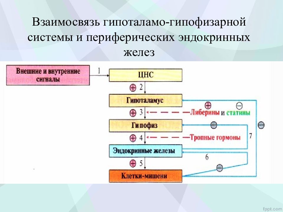 Заболевания гипоталамо гипофизарной системы эндокринология презентация