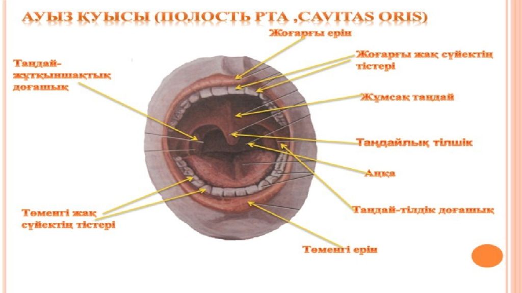 Ауызға алу. Ауыз бекитердеги дуга.