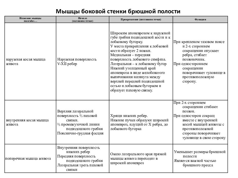 Функции мышц живота. Мышцы живота анатомия таблица функции. Мышцы живота начало прикрепление функции таблица. Мышцы живота начало прикрепление функции. Мышцы живота анатомия начало прикрепление функции.