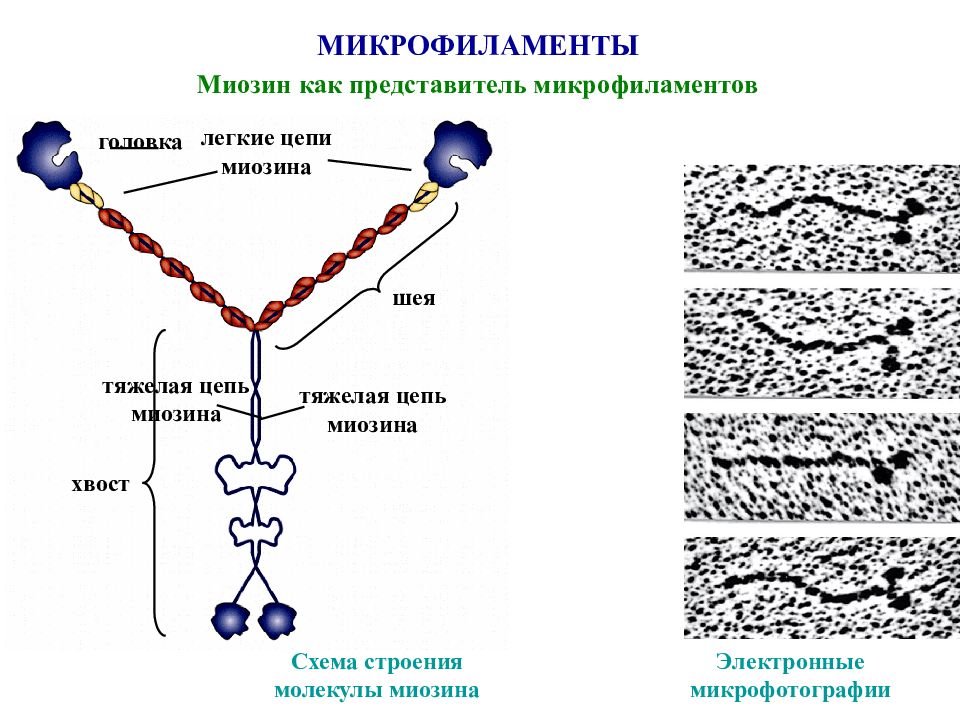 Цепи миозина. Схема молекулы миозина. Схема строения миозина. Строение цепи. Схема строения молекулы миозина.