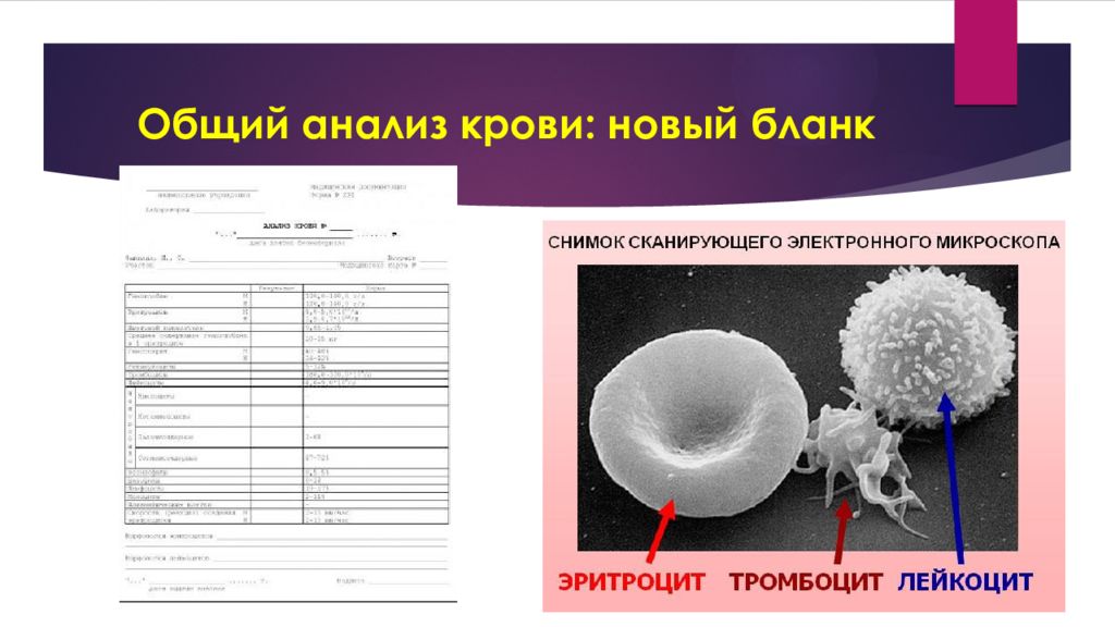 Общий анализ крови презентация