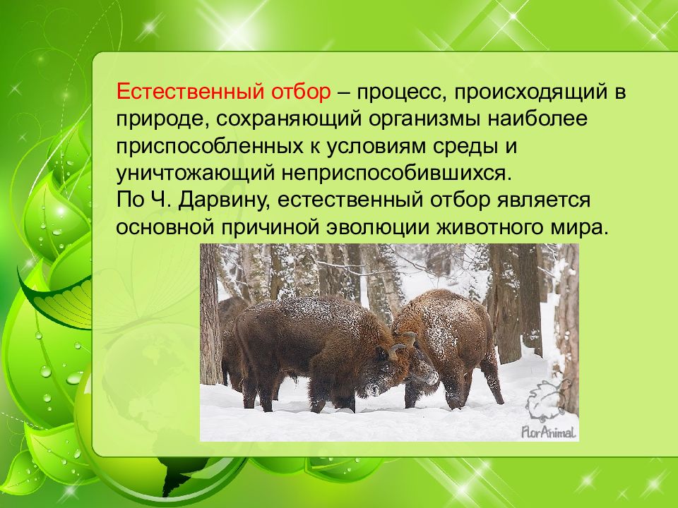 Презентация по биологии 7 класс доказательства эволюции животного мира учение ч дарвина