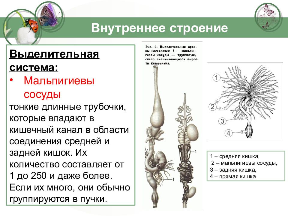 Функции которые выполняют мальпигиевы сосуды. Мальпигиевы сосуды насекомых. Строение мальпигиевых сосудов насекомых. Выделительная система насекомых. Строение выделительной системы насекомых.