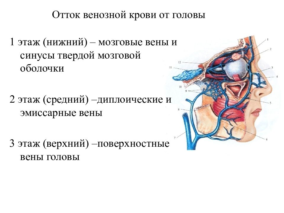 Вены головы и шеи схема