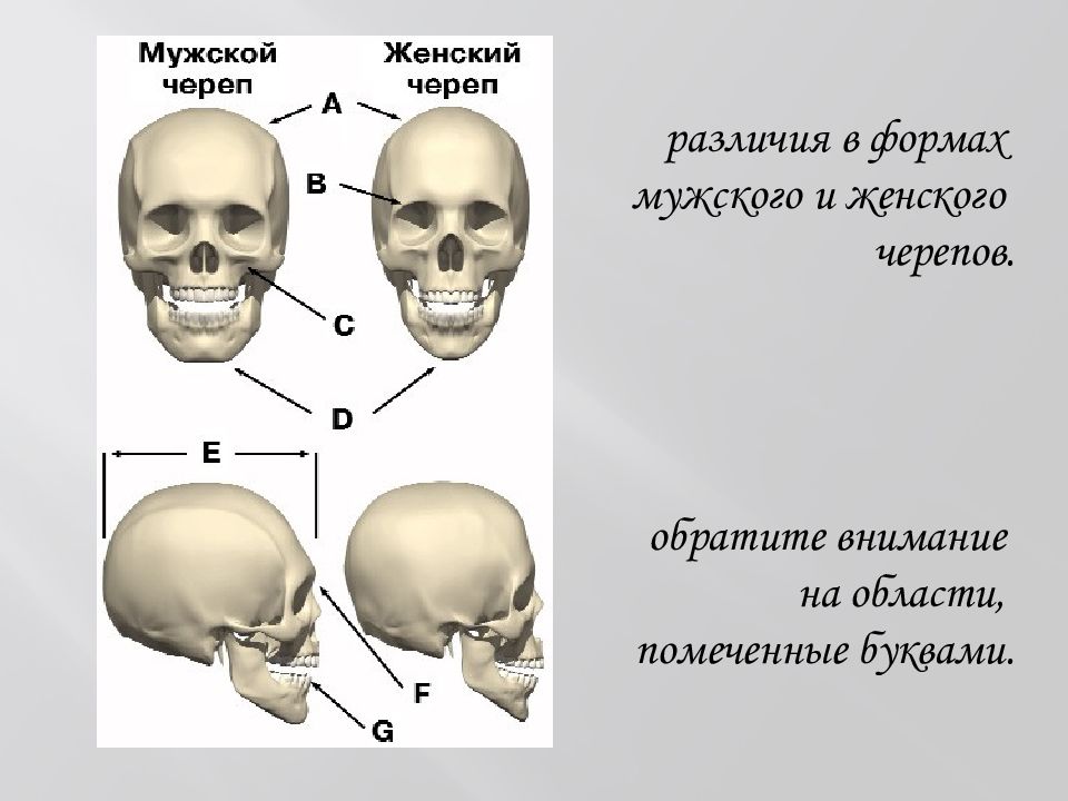 Отличие мужских. Различия мужского и женского черепа. Различия в строении черепа. Типы строения черепа.