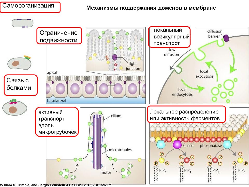 Способность плазматической мембраны окружать капельки жидкости