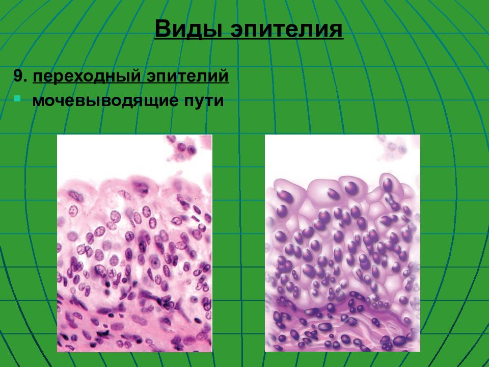 Переходный 9. Переходный эпителий цитология. Тканевый уровень организации. Гландулоциты. Гландулоциты гистология.