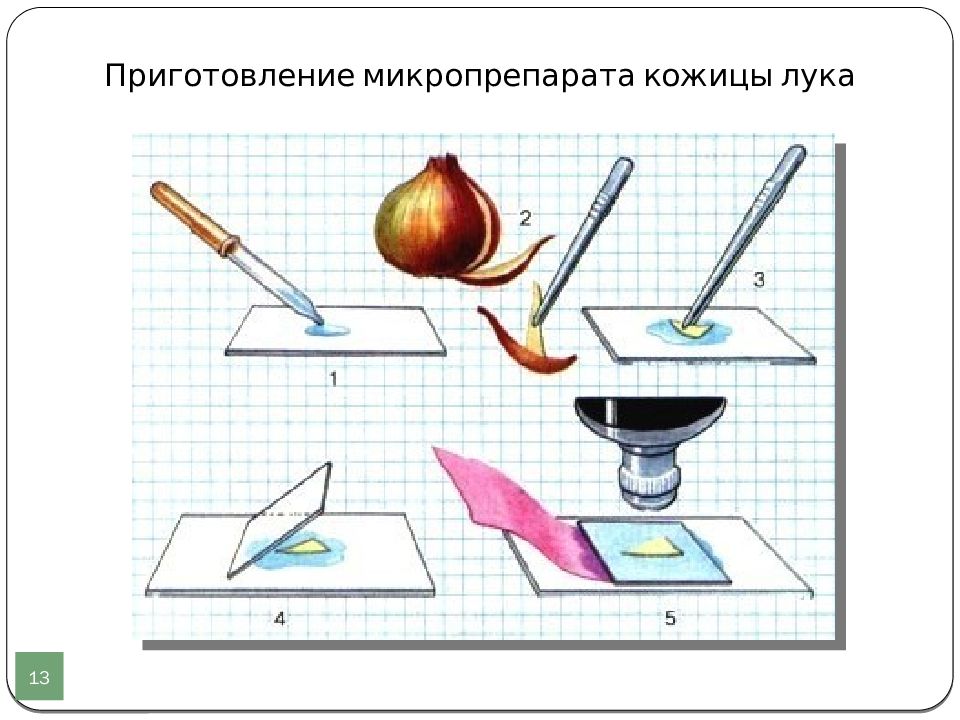 Лабораторная работа рисунок. Приготовление препарата кожицы лука 5 класс. Приготовьте временный микропрепарат кожицы чешуи лука. Алгоритм приготовления микропрепарата кожицы чешуи лука. Этапы приготовления микропрепарата кожицы чешуи лука.