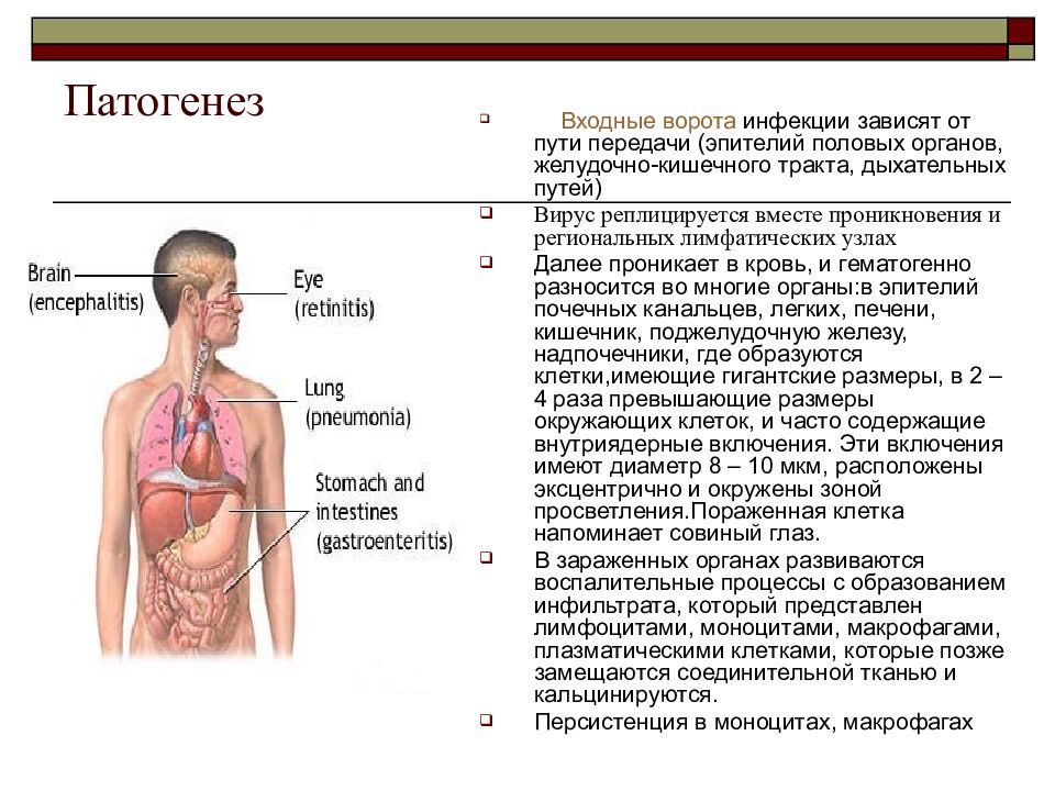 Цитомегаловирус микробиология презентация