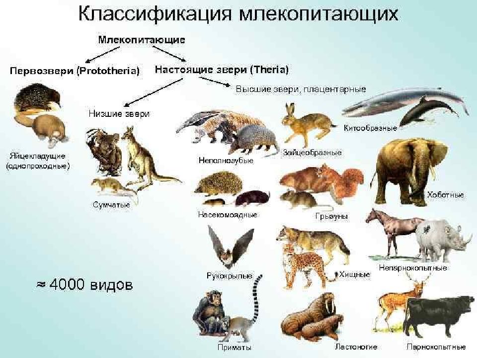 Назовите известных вам животных. Классы млекопитающих и их представители. Классификация отрядов млекопитающих. Схема систематика плацентарных млекопитающих. Систематика отряды млекопитающих 7 класс.