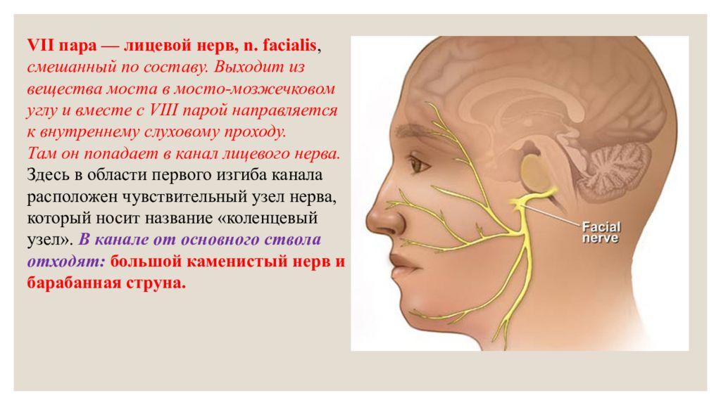 7 пара. VII пара лицевой нерв. VII пара - лицевой нерв n. Facialis. VII пара лицевой нерв иннервирует. Место выхода лицевого нерва.