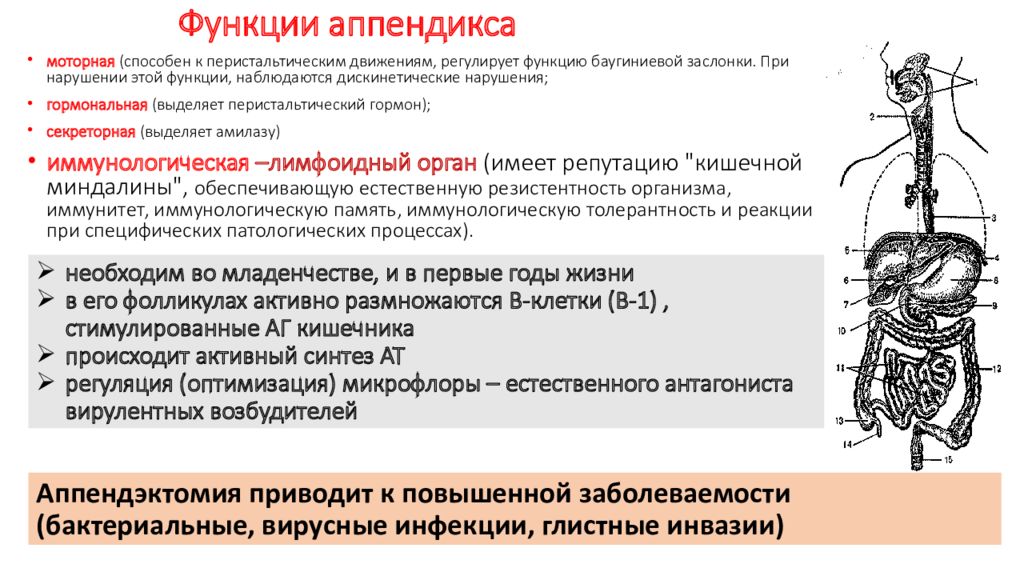 Функции аппендицита. Аппендикс строение и функции. Функции аппендикса в иммунной системе. Червеобразный отросток функции в организме. Функция аппендикса в организме.