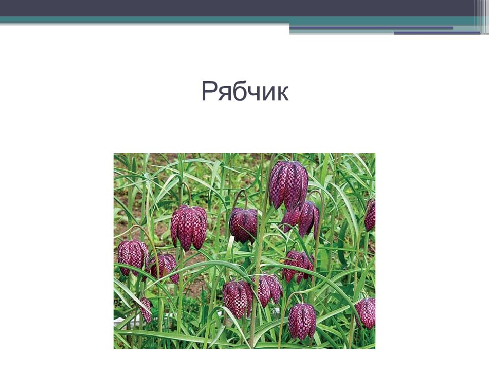 Красная книга башкирии. Растения занесенные в красную книгу Республики Башкортостан. Редкие растения Башкортостана. Растения Башкортостана занесенные в красную. Растения красной книги Башкортостана.