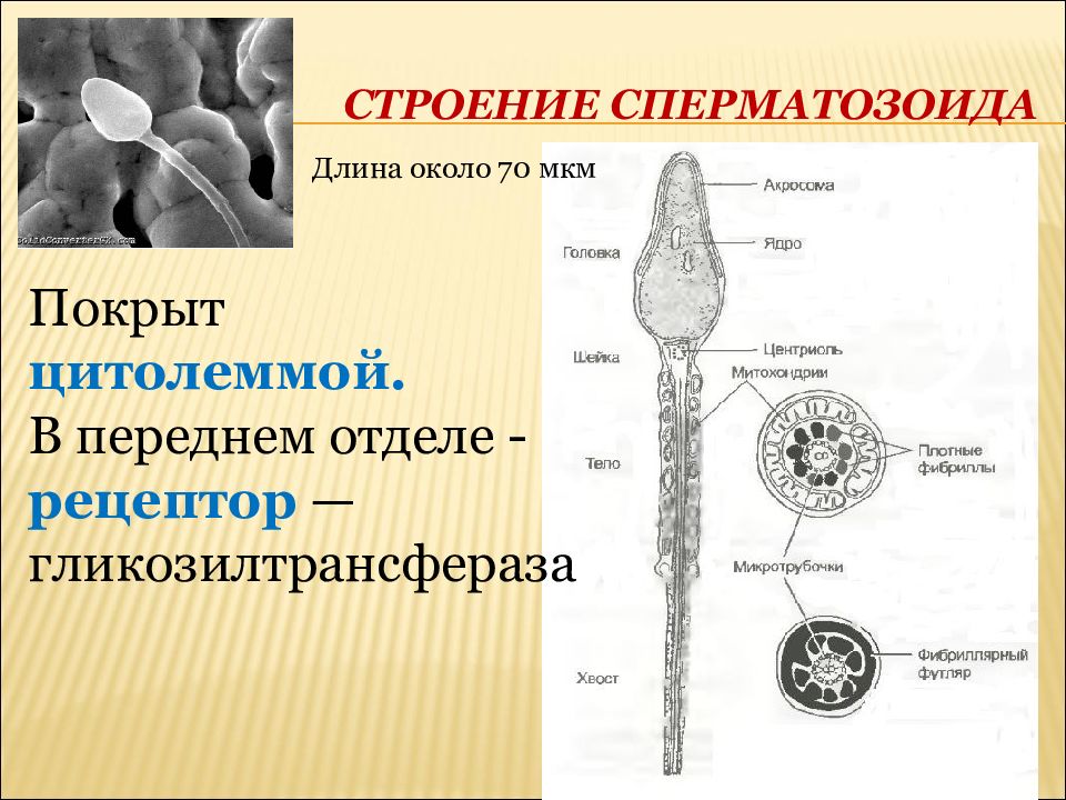 Строение сперматозоида