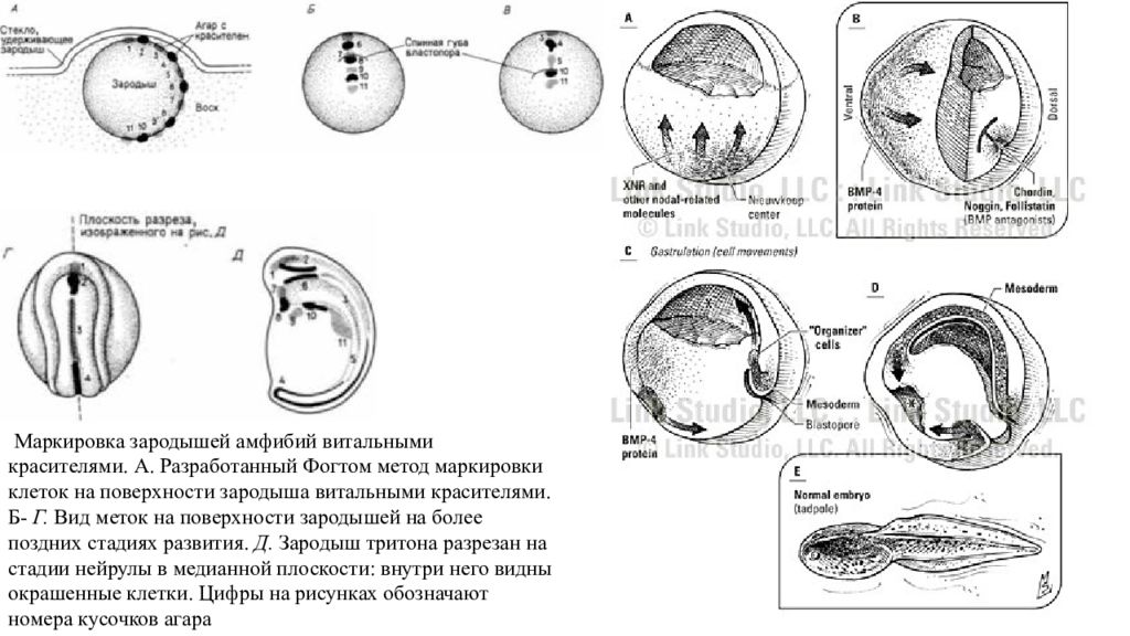 Клетка зародыш. Гилберт эмбриология. Биология развития Гилберт. Метод маркировки эмбрионов. Маркировка эмбрионов метод исследования.