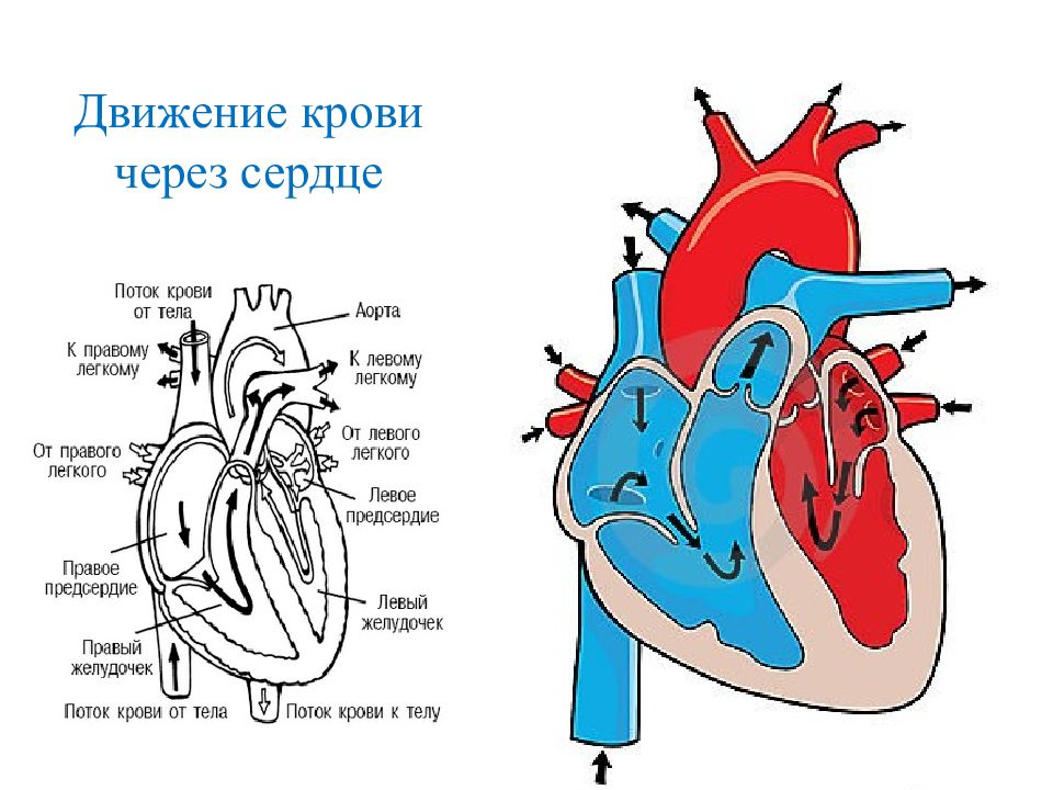 На рисунке 2 изображено строение сердца