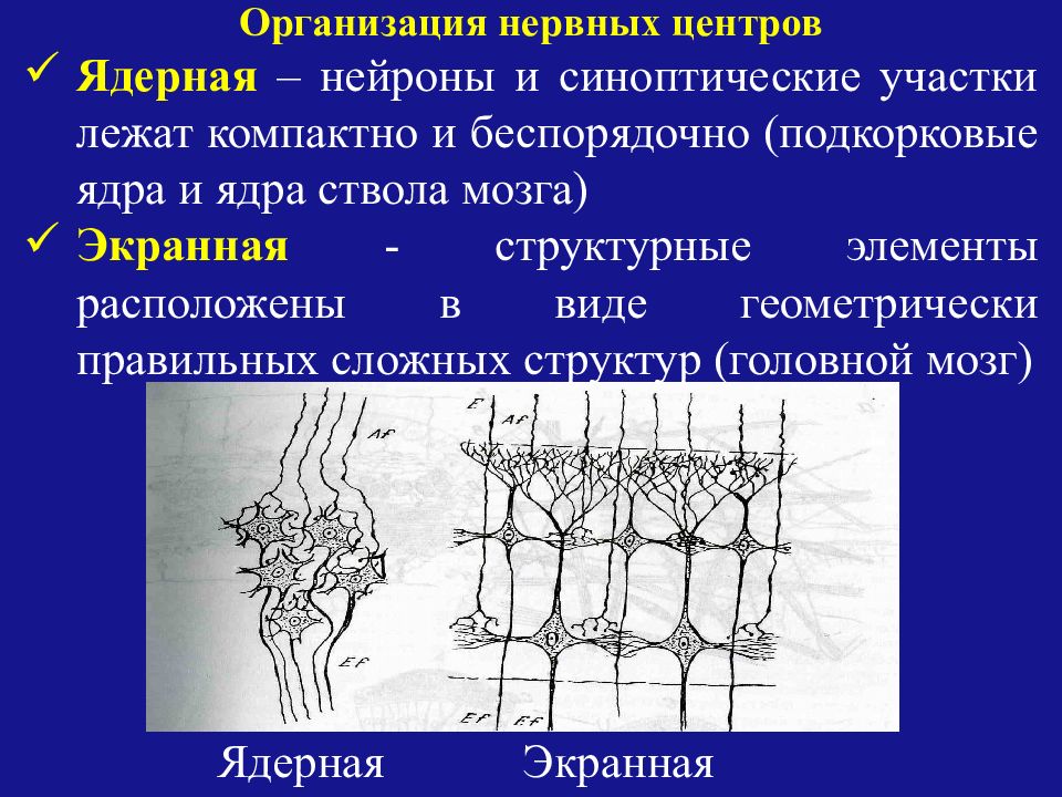 Нервный центр. Нервные центры ядерного типа. Организация нервных центров. Ядерная организация нейрона это. Нервные центры экранного типа.