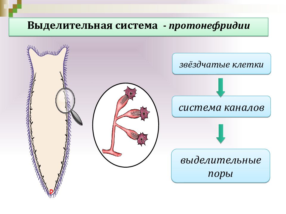 Органы выделительной системы червя. Плоские черви протонефридии. Протонефридии у плоских червей. Выделительная система протонефридии. Звездчатые клетки протонефридиев.