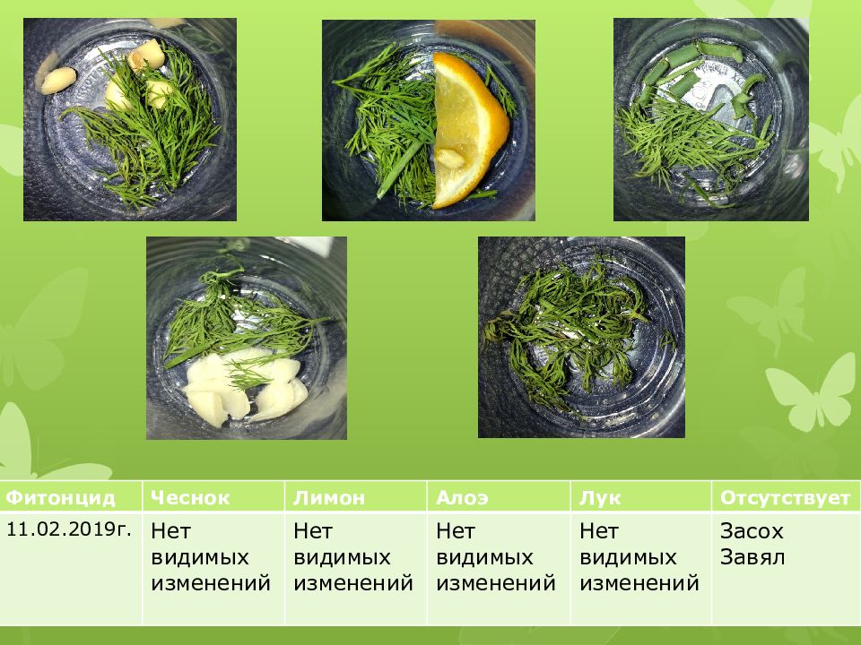 Влияние фитонцидов на сохранность пищевых продуктов проект