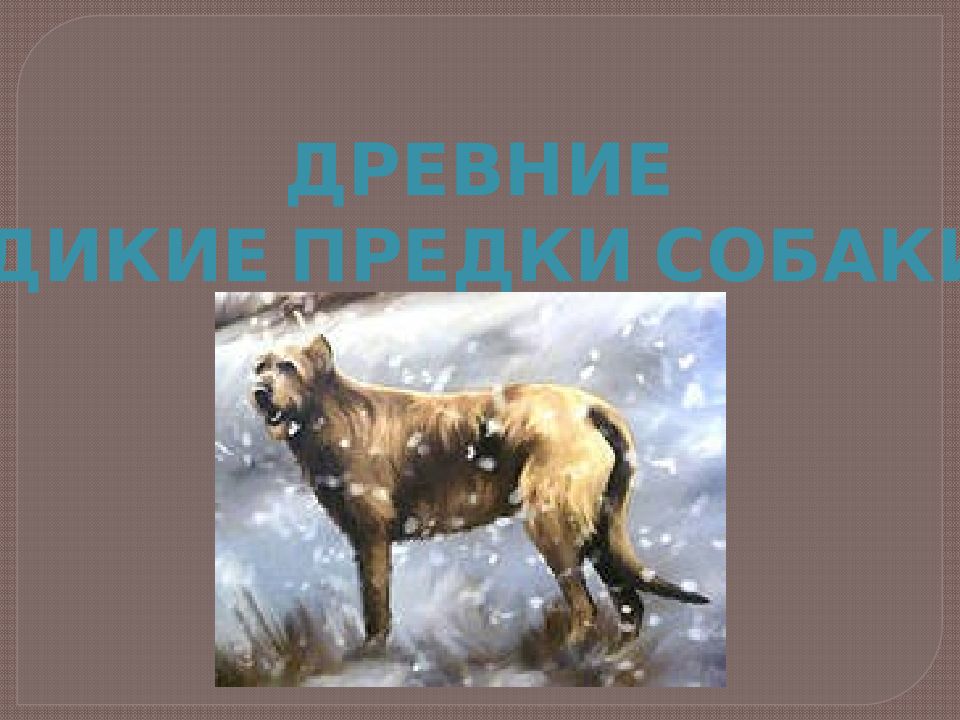 Согласно последних данных предками собак были не. Предки собак. дикий предок собаки. дикий предок собаки догов.