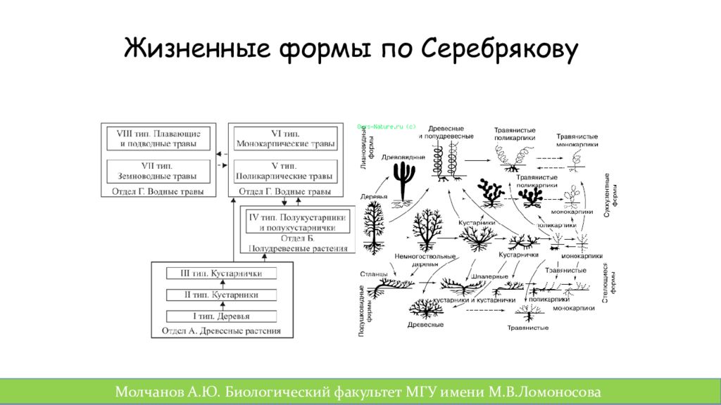 Жизненные стратегии растений. Классификация жизненных форм растений по Серебрякову. Система Серебрякова по жизненным формам растений. Серебряков классификация жизненных форм. И.Г. Серебряков жизненные формы.