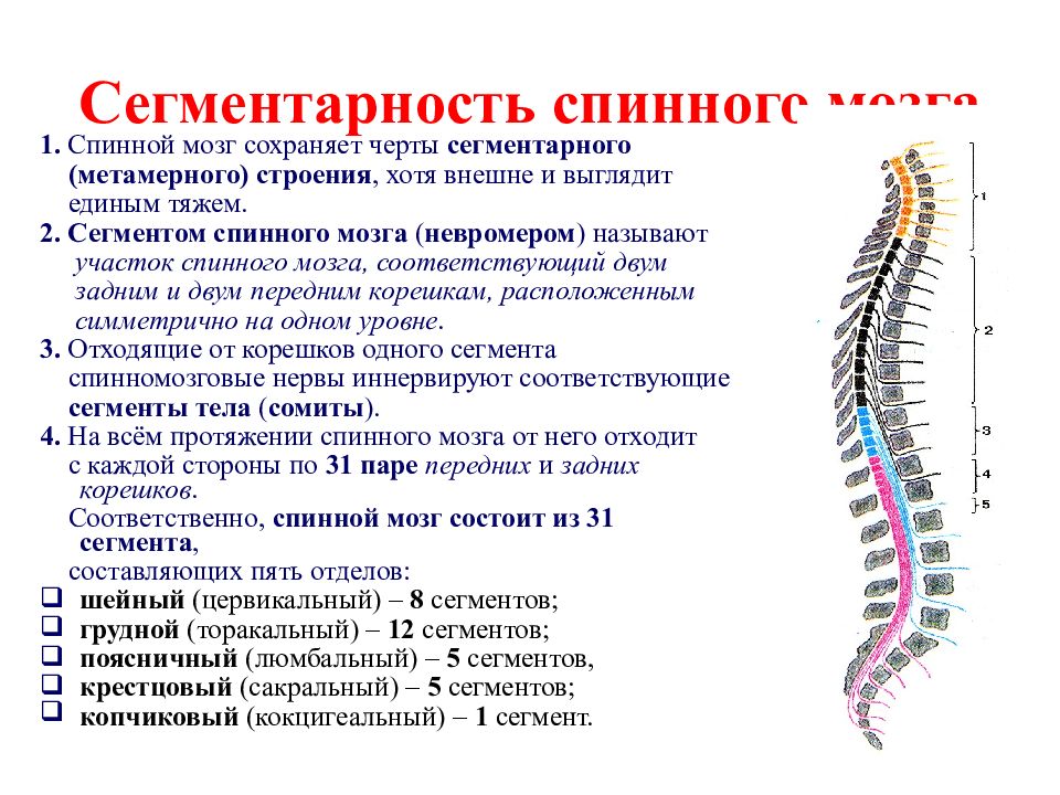 Б спинного мозга. Сегменты спинного мозга и спинномозговые нервы. Сегментарность спинного мозга. Сегменты спинного мозга утолщения. 7. Принцип сегментарности в строении спинного мозга.