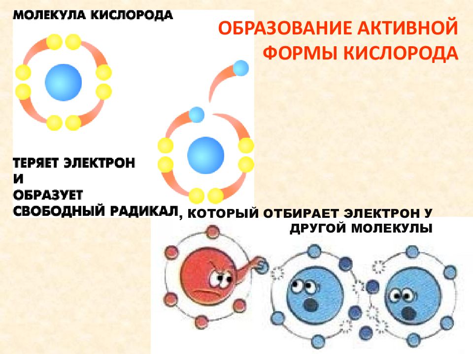 Форма кислорода. Активная молекула кислорода. Что образовывают молекулы кислорода. Форма существования кислорода. Схема образования кислорода.