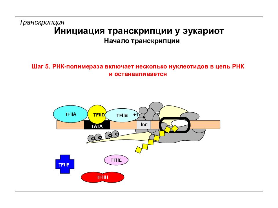 Этапы транскрипции у эукариот