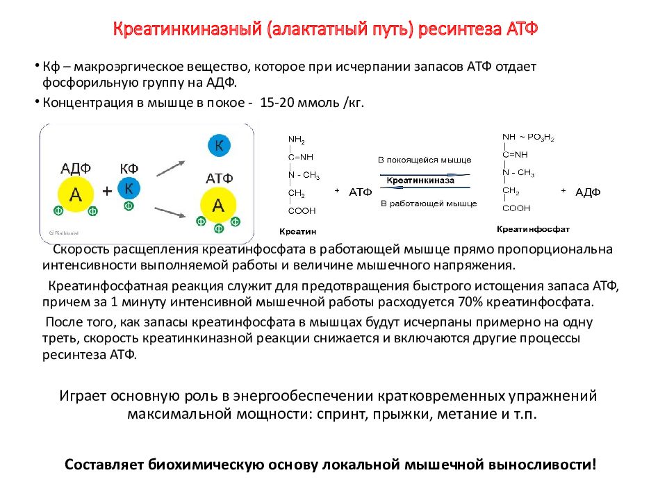 Биохимические основы работоспособности презентация