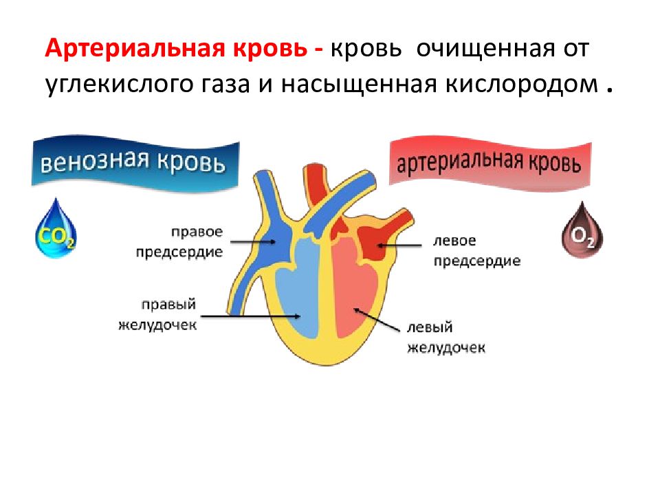 Венозная кровь наблюдается в. Артериальная и венозная кровь отличия цвет. Артериальная и венозная кровь в сердце. Венозная кровь и артериаль. Артериальная кровь и венозная кровь.