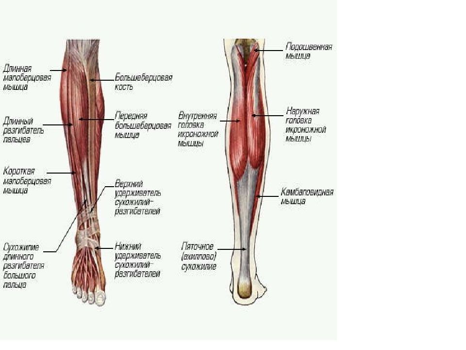 Строение ноги до колена
