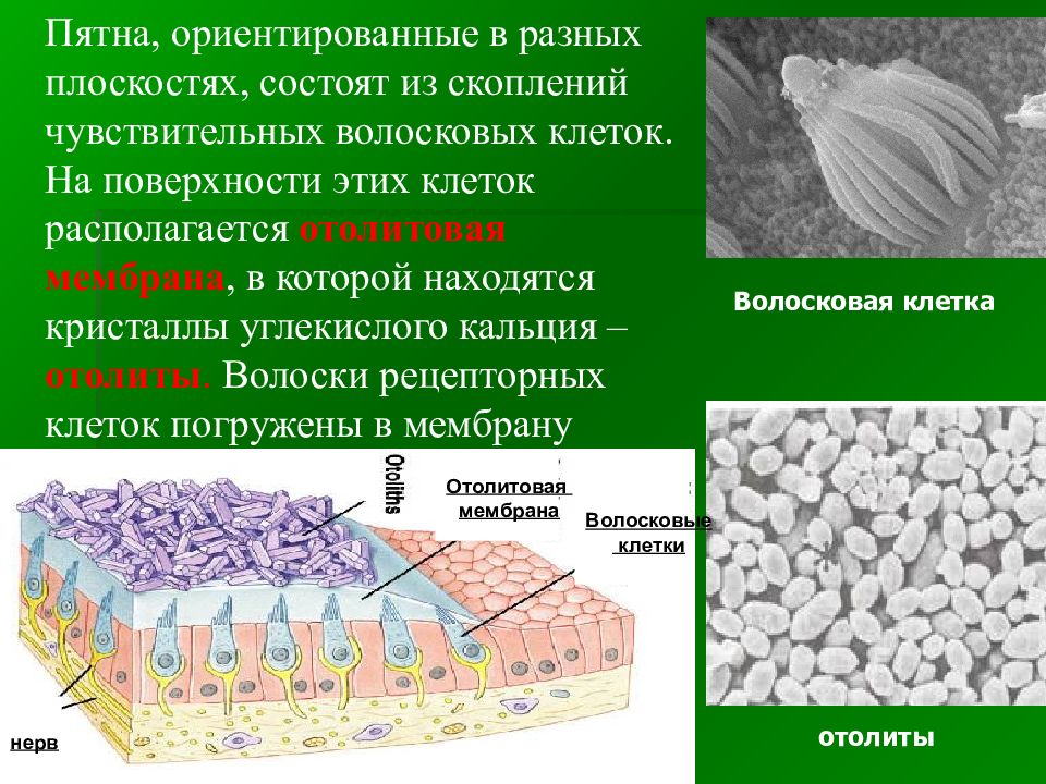 Волоски волосковых клеток