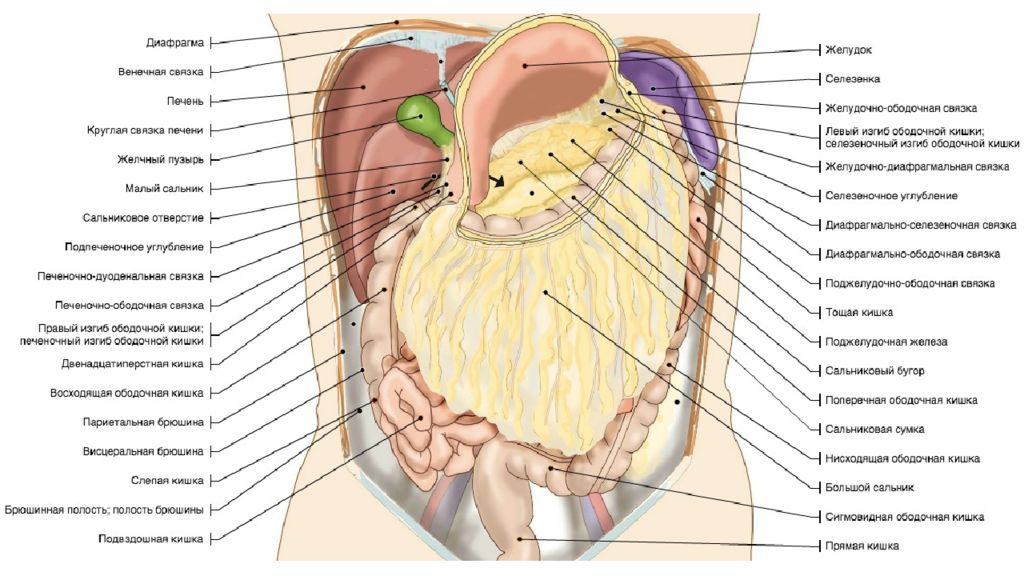 Строение внутренних органов брюшной полости фото