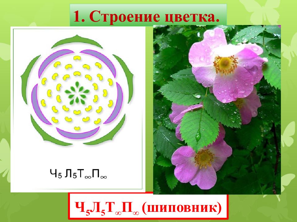 Строение шиповника рисунок. Строение цветка шиповника биология. Строение цветка шиповника. Строение цветка шиповника биология 6 класс. Строение цветка розоцветных шиповник.