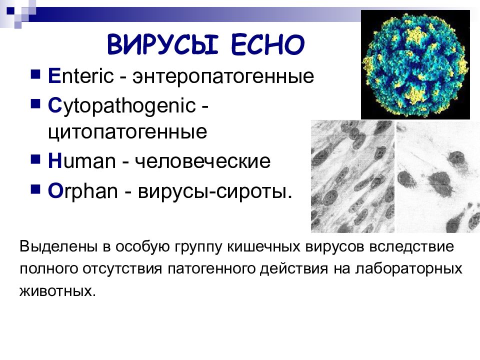 Вирус url. Есно вирус. Вирусы есно профилактика. Вирусы группы Echo микробиология. Вирус есно диагностика.