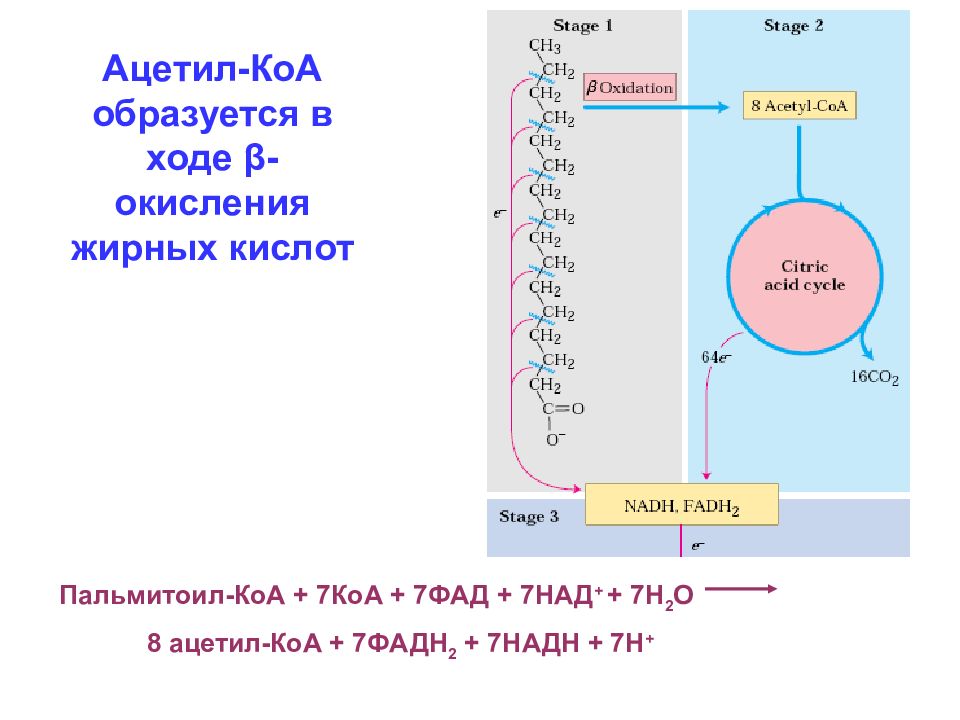 Ацетил сайт. Ацетил КОА из жирных кислот. Образование ацетил КОА. Ацетил-КОА это в биохимии. Образование ацетил-КОА из жирных кислот.