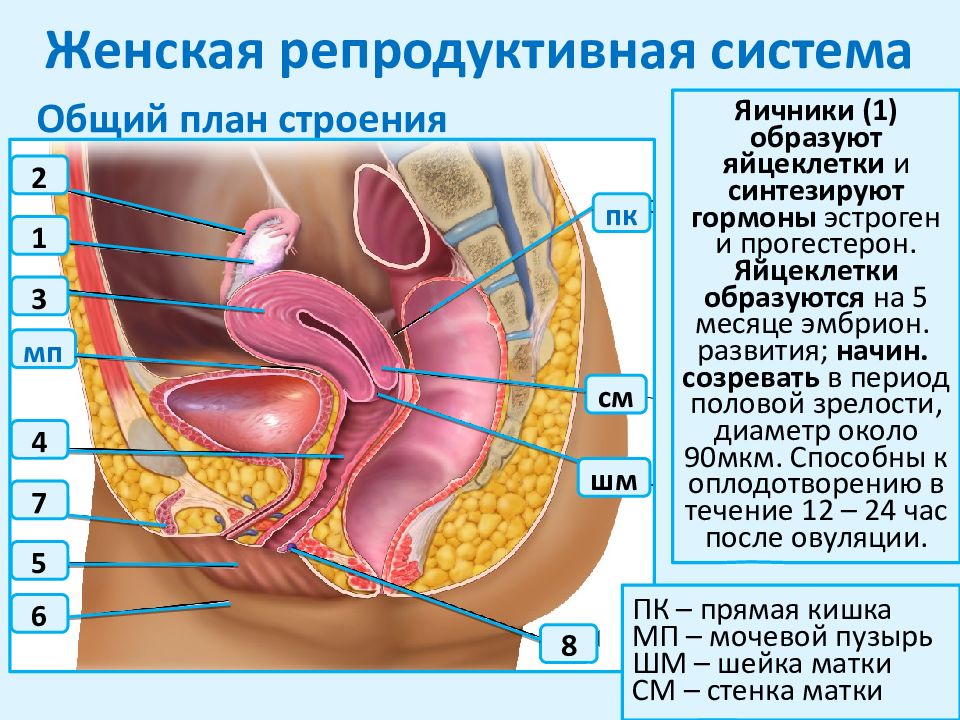 Женская репродуктивная система