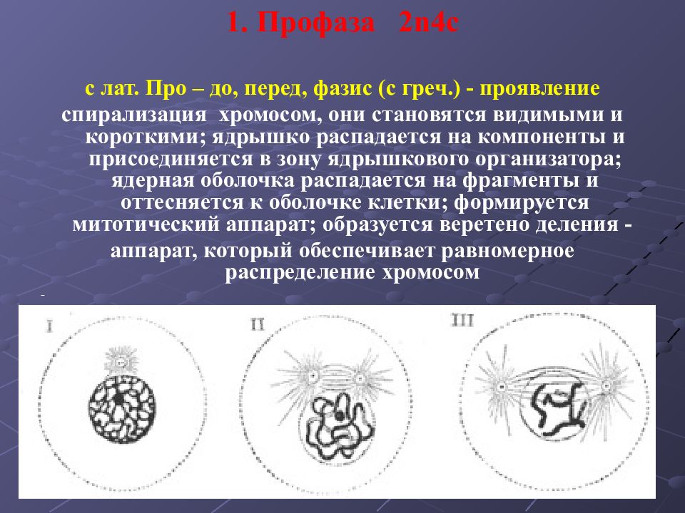 Д спирализация. Профаза 2n4c. Профаза деления клетки. Профаза II. Профаза спирализация хромосом.
