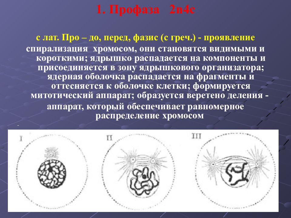 Профаза клетки. Профаза деления клетки. Профаза 2. Профаза спирализация хромосом. Профаза хромосомы спирализуются.