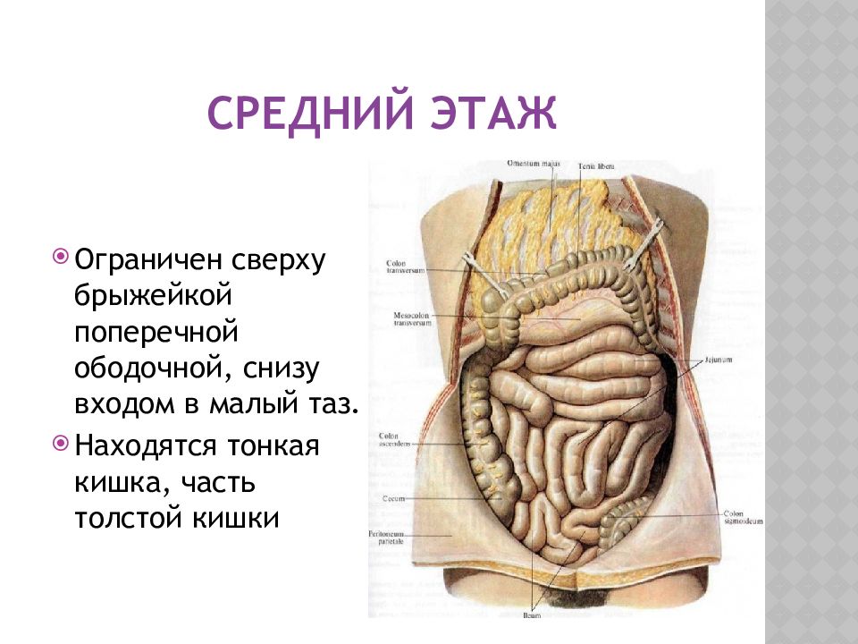 Брыжейка аппендикса