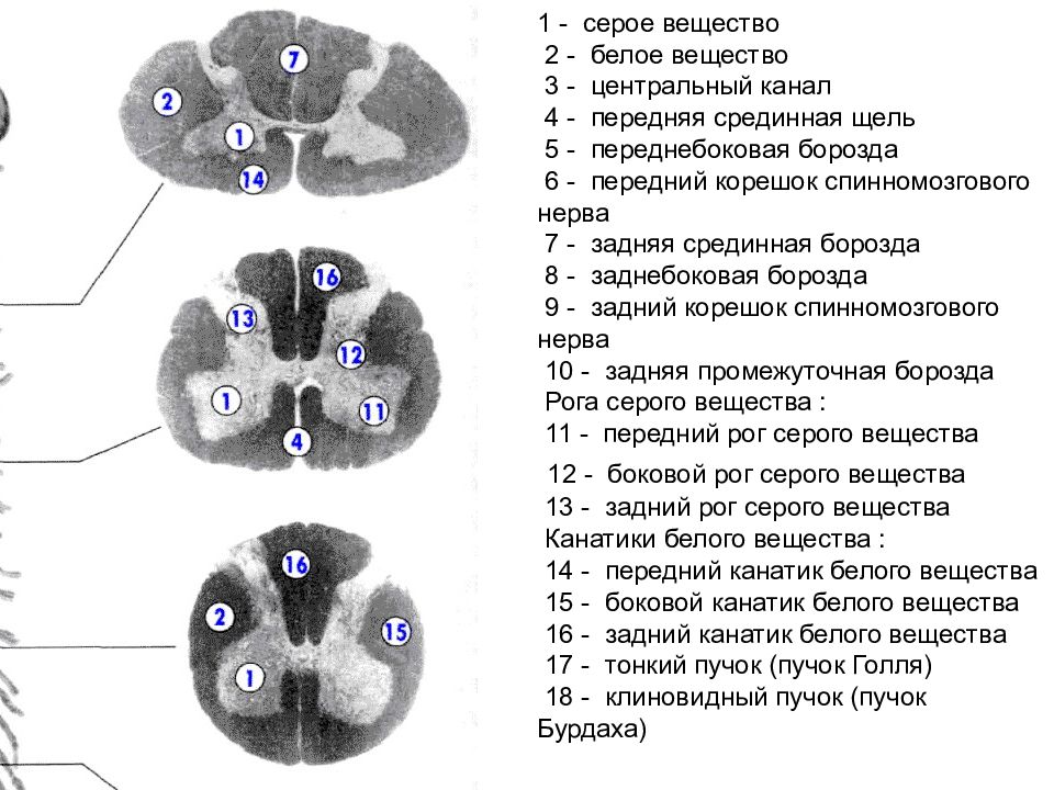 Промежуточная борозда. Белое вещество серое вещество Центральный канал. Пучок Голля и Бурдаха. Серое вещество и передний Рог серого вещества. Пучок Голля и Бурдаха схема.