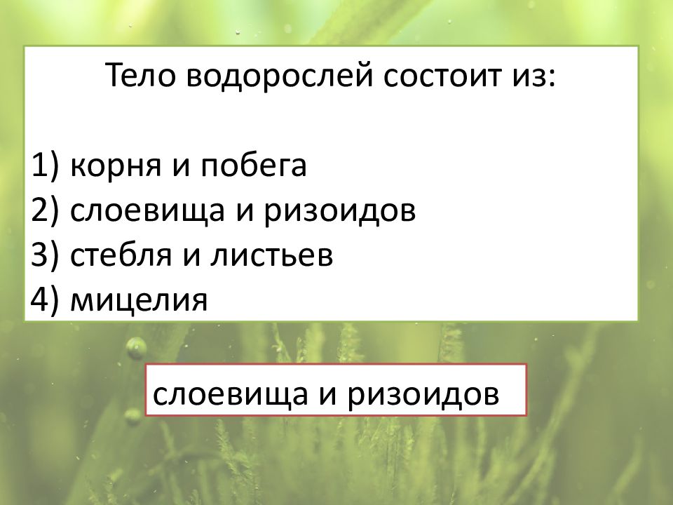 Презентация водоросли их разнообразие и значение в природе