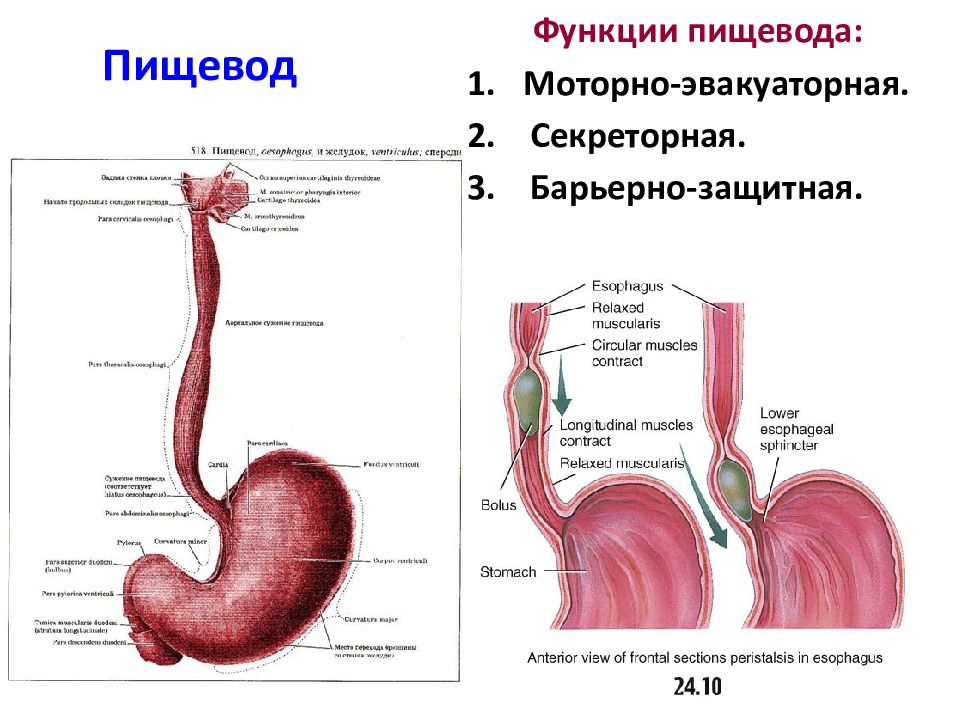 Выполняемые функции пищевода. Пищеварительная система анатомия пищевод. Анатомия строения пищевода и желудка. Пищевод строение и функции анатомия. Строение пищевода вид спереди.