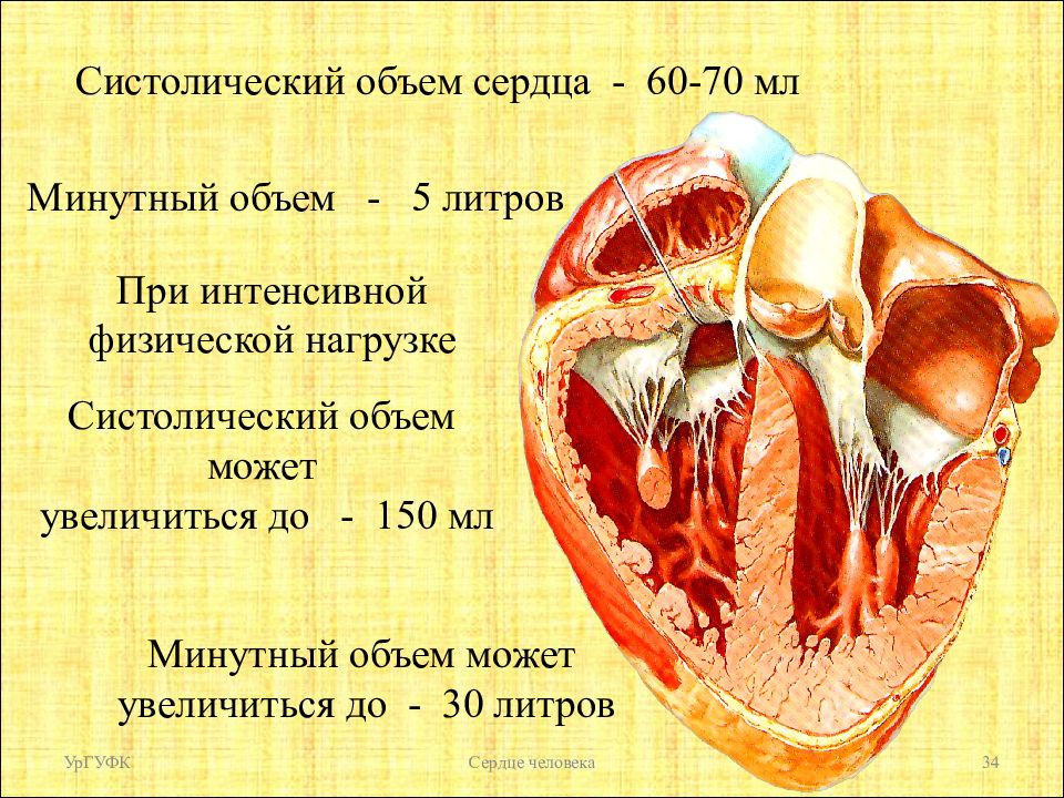 Минута сердечный. Систолический ударный и минутный объемы сердца. Минутный объем сердца. Систалич5ский об5м с5рдца. Систолический объем сердца минутный объем сердца.