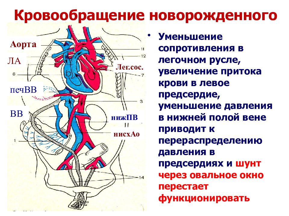 Афо сердечно сосудистой системы у новорожденных презентация