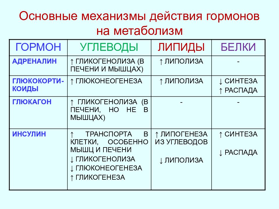 Выделяет гормоны регулирующие обмен веществ