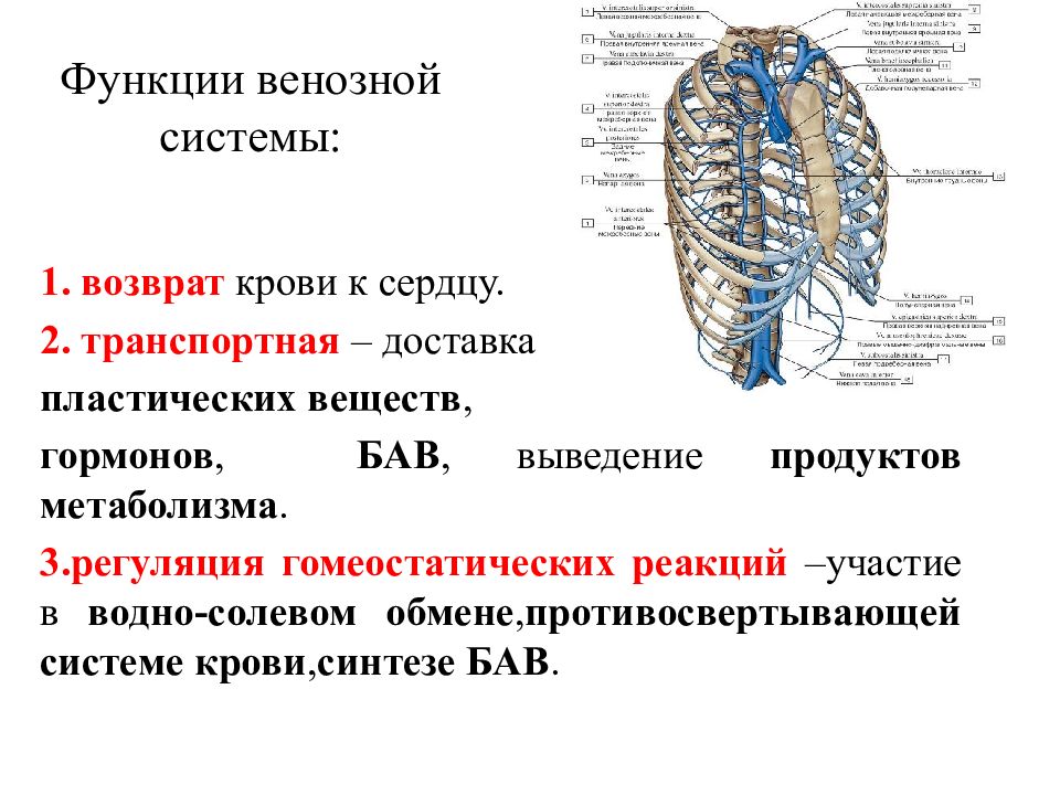 Вены общий план строения