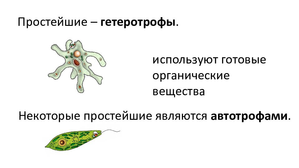 Каждое простейшие одноклеточные. Общая характеристика одноклеточных. Общая характеристика одноклеточных животных. Скелет у одноклеточных какой.