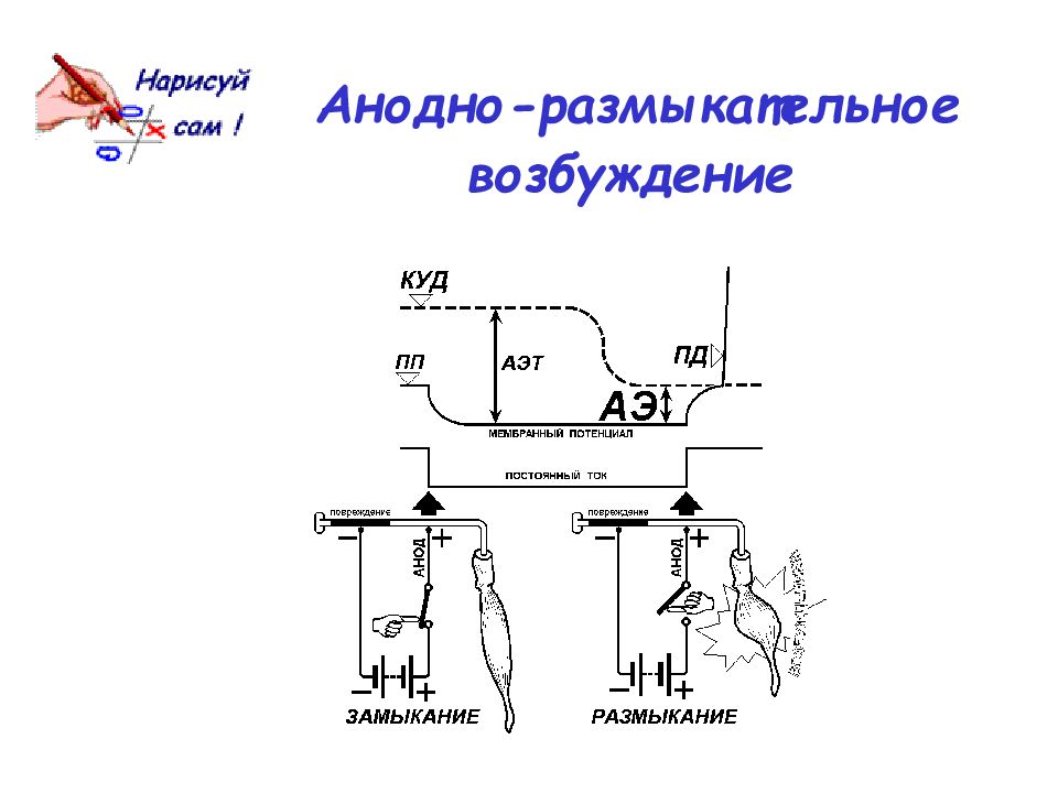 Законы возбуждения. Анодное размыкательное возбуждение. Анодно-размыкательное возбуждение возникает. Причину анодно-размыкательного возбуждения. Стимуляции возбуждения с помощью ёршика.