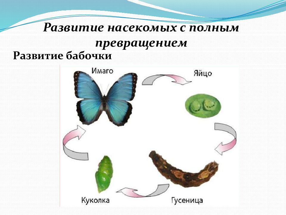 Превращение называется. Развитие бабочки с полным превращением. Развитие насекомых с полным превращением. Развитие с полным превращением. С полным превращением развиваются.